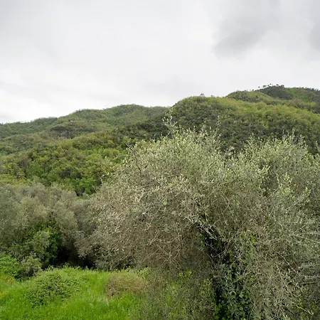 شقة Loggia Oliveto Casanova Lerrone