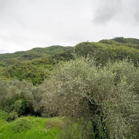 Loggia Oliveto Apartman
